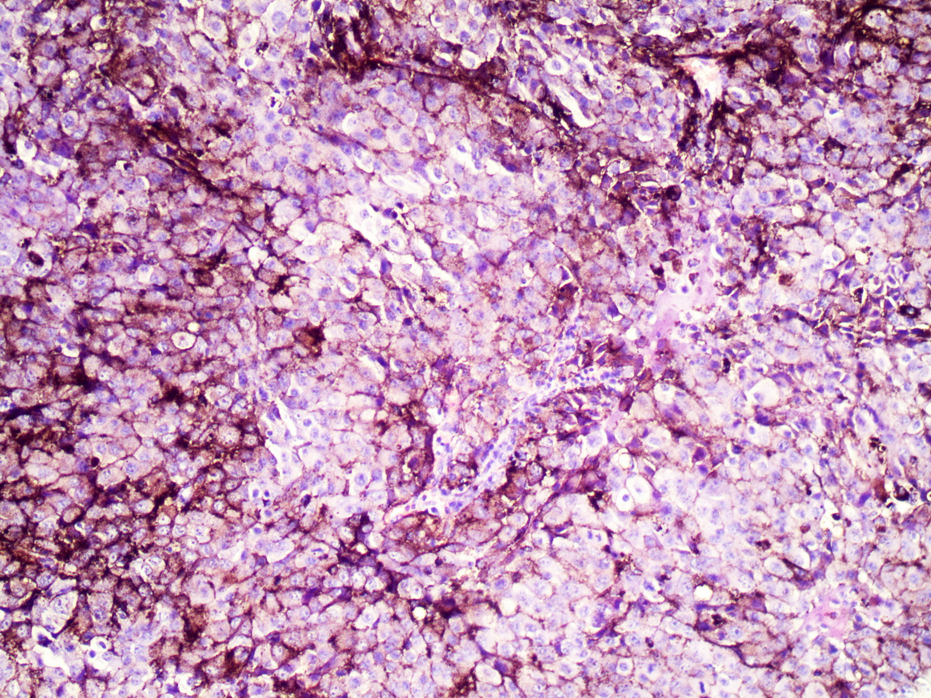 1109 1 pcDNA 15 resize