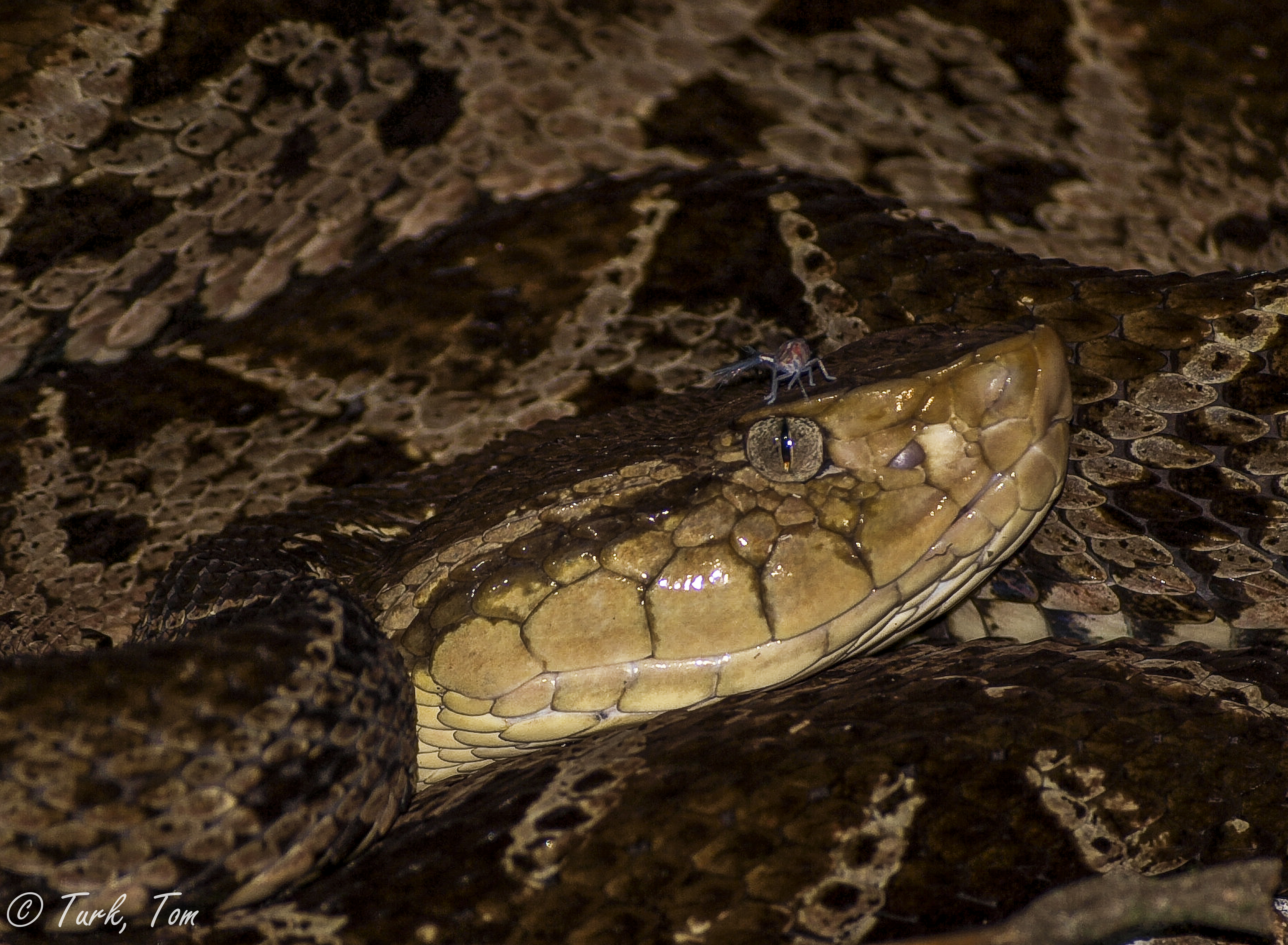 Bothrops asper