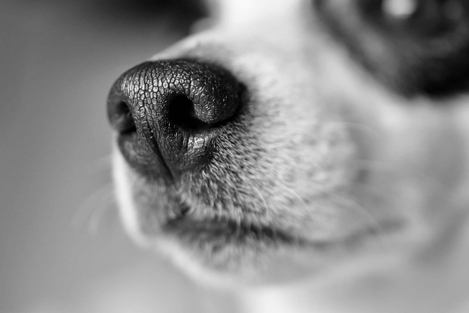 dog 3985228 1920